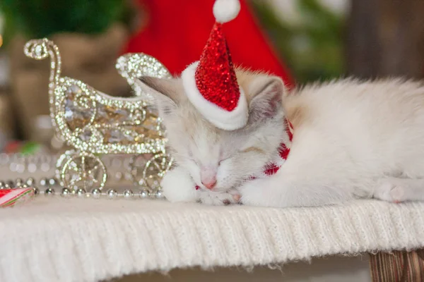 Белый котёнок в Санта-Клаусе — стоковое фото