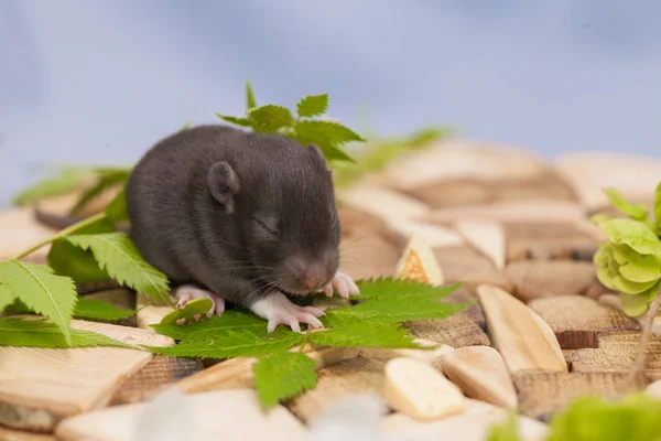 O rato é cinzento. Um filhote giro. Criança pequena. símbolo — Fotografia de Stock