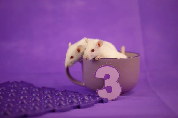 Белые крысы на фиолетовом — стоковое фото