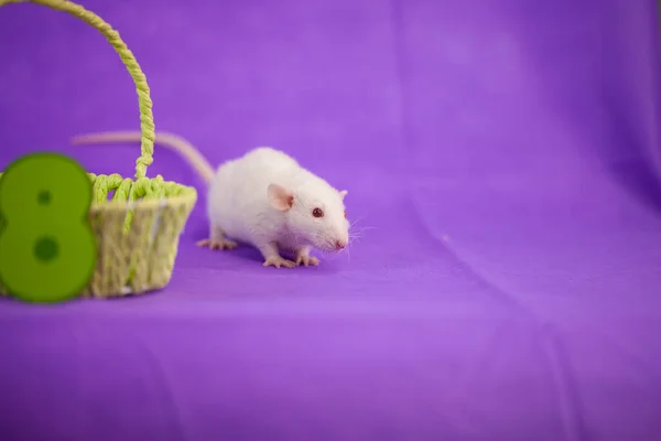 Weiße Ratten auf lila — Stockfoto