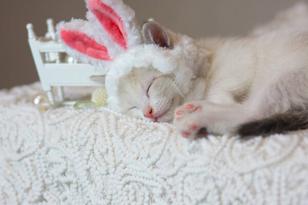 Симпатичный кот в розовой ткани спит в розовых заячьих ушах на белом фоне
