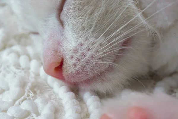 Cute cat sleeps on a white background — 스톡 사진