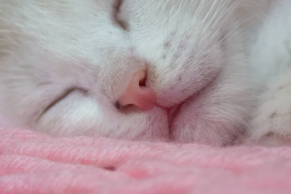 Lindo gato duerme sobre un fondo blanco — Foto de Stock
