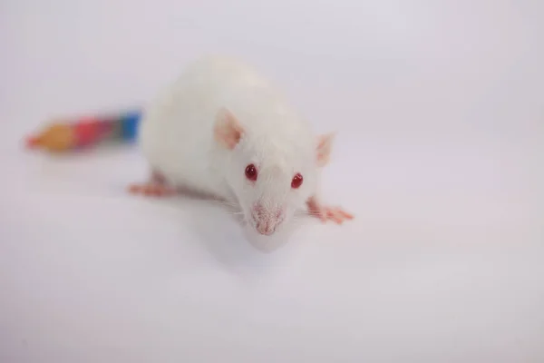 White rat on a white — Stock Photo, Image