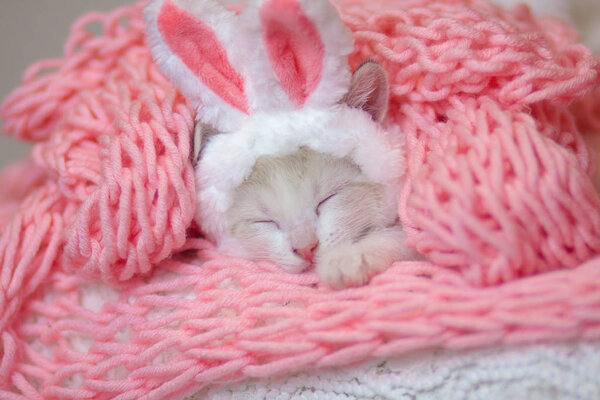 Милая кошка в розовой ткани спит в розовых заячьих ушах на белом
