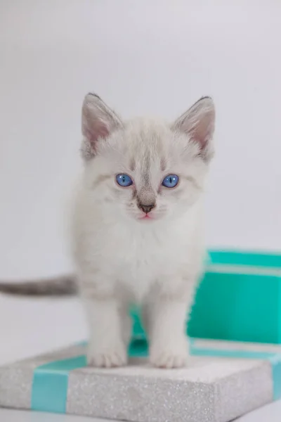 Милая кошка на подарочной коробке на белом — стоковое фото