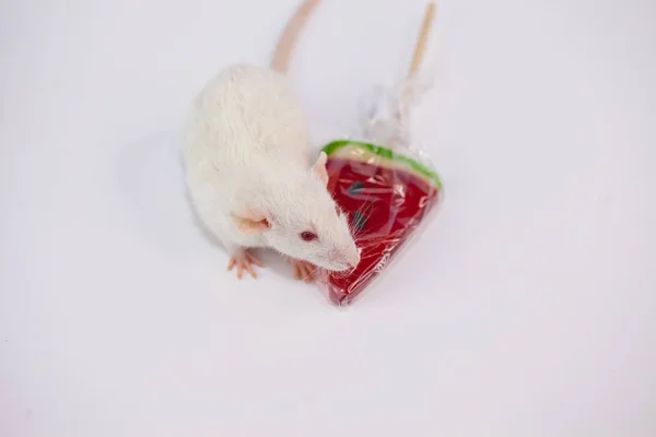 Vit råtta med en välsmakande skiva — Stockfoto