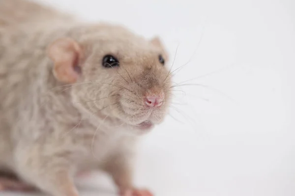 Beige fluffy rat on a white background. symbol of chinese new — Stock Photo, Image
