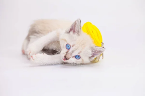 Cute kitten plays in a dream. funny — Stock Photo, Image