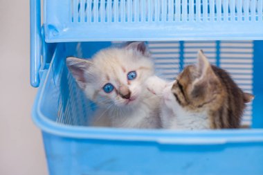 Minik kedicik mavi görünüyor 