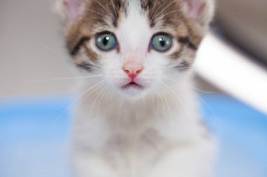 Minik kedicik mavi görünüyor 