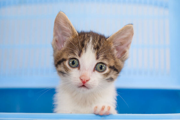 Котёнок прячется в синей будке.
