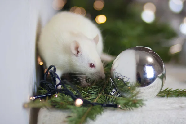 La rata es blanca y decoración navideña. bola de plata. símbolo de 2020. Calendario chino — Foto de Stock