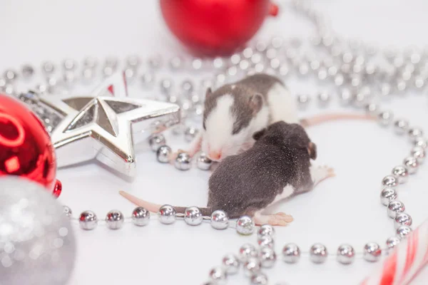 Des bébés rats sur fond de Noël. symbole de 2020. Chinois — Photo