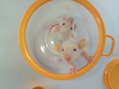 Hırsızlık konsepti. Yemek konteynerindeki bebek fareler....