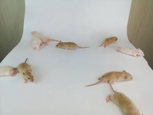 Concept de jogging. Bébés rats dispersés dans différentes directions de — Photo