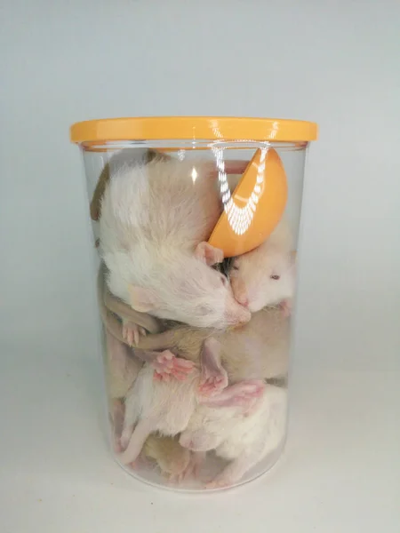 Kellemetlenségi koncepció. A kis patkányok elaludtak egy ételtartályban. — Stock Fotó