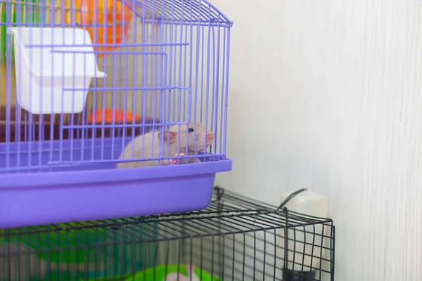 Een rat in een paarse kooi kijkt door de tralies. 2020 symbool van de — Stockfoto