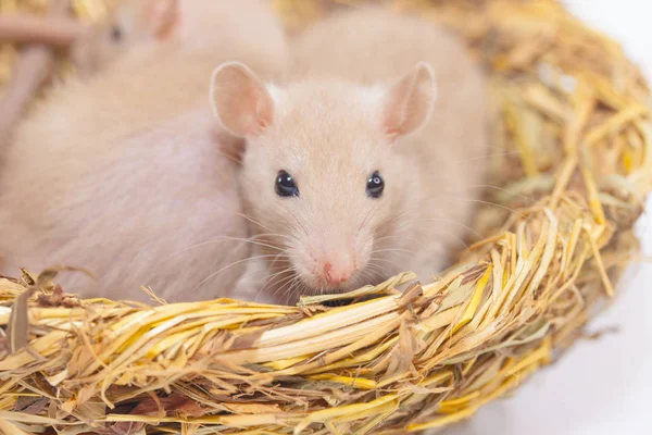 Rat in mink from grass. 2020 symbol of the Chinese — Stock Photo, Image