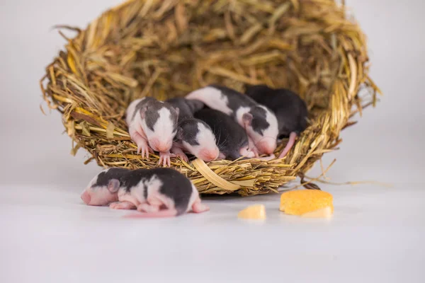 Des rats et du fromage. famille en vison fait d'herbe avec une tranche de — Photo