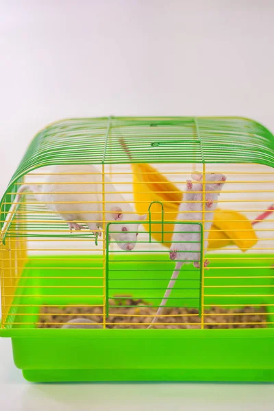 Крыса в зеленой клетке смотрит сквозь решетку на свободу. место лишения свободы. Символ китайского календаря 2020 года — стоковое фото