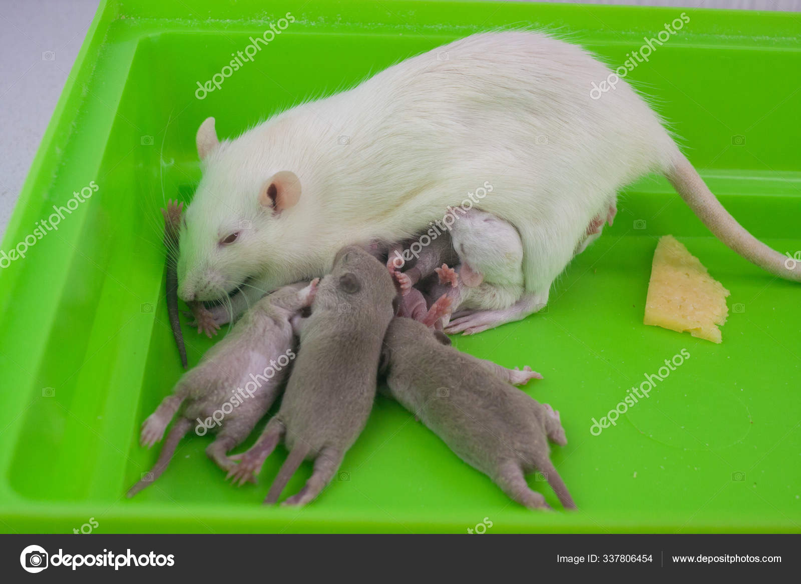 Rats Family Breast Feeding Little Kids And Mom On A Green Cage Cute Baby Rats Stock Photo Image By C Xxxenium7