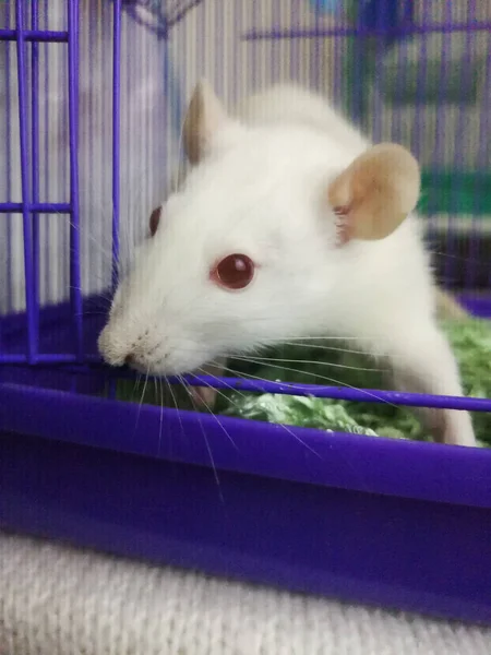 Rato de laboratório branco em um roxo — Fotografia de Stock