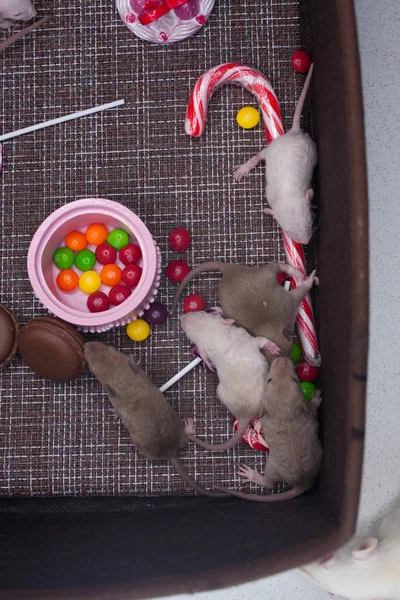 Ratos em um fundo marrom com doces e bolos. 2020 símbolo do calendário chinês — Fotografia de Stock