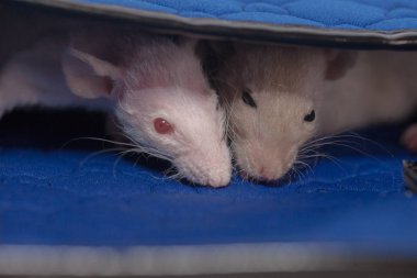 A beige mouse is hiding in a blue bag. funk concept. hide from