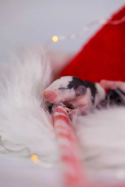 Rat sleeping on a sweet Christmas candy. Cute little mouse. 2020 — Stok fotoğraf