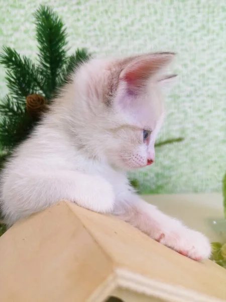 Lindo gatito blanco en el techo de una madera — Foto de Stock