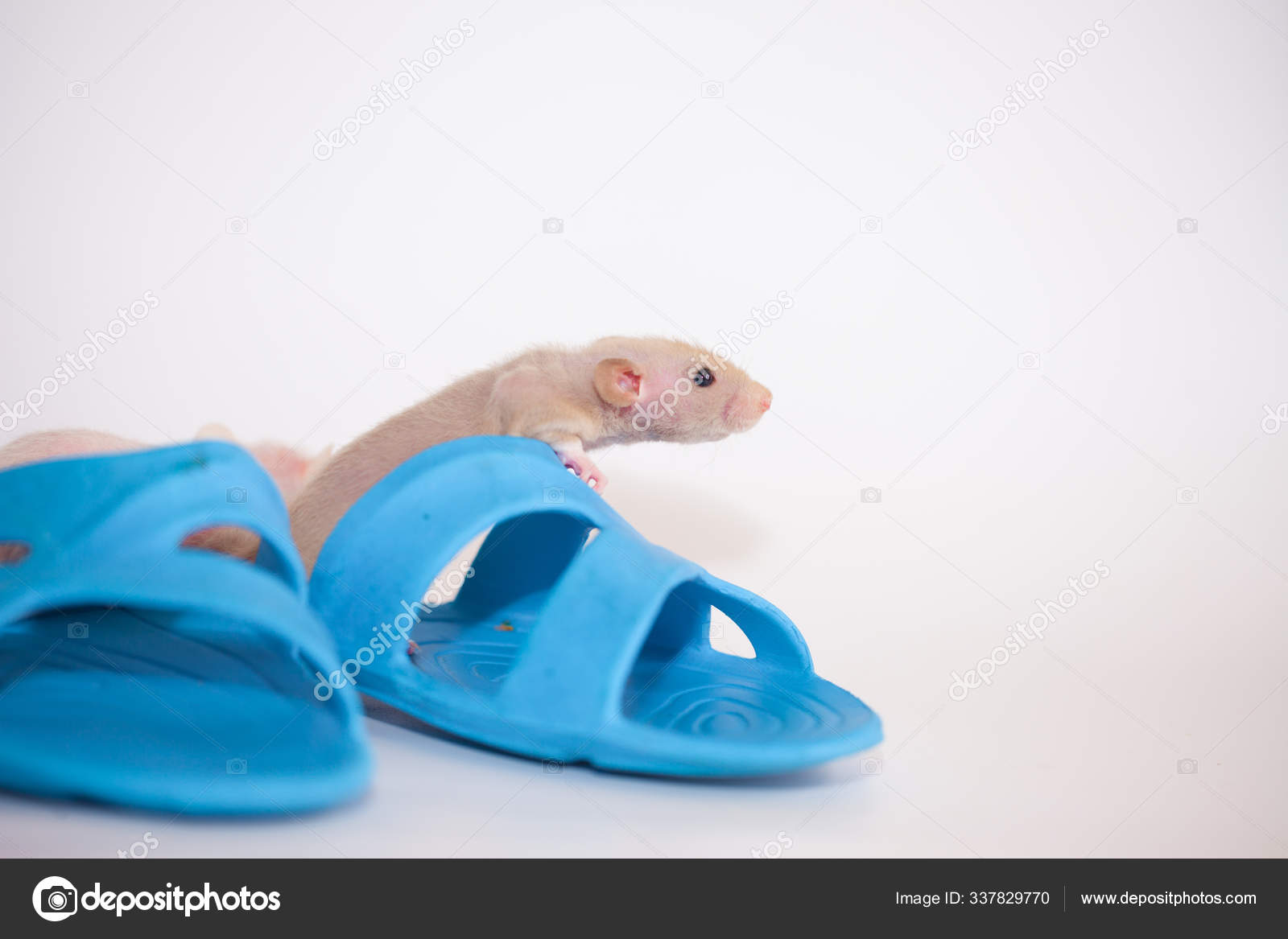 rat slippers