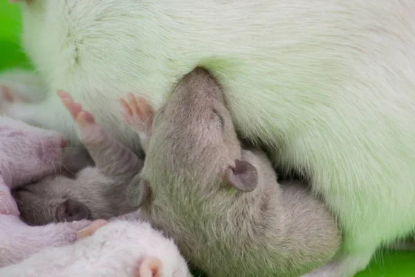 Rats family. Breast-feeding.little kids and mom on a green cage. cute baby rats. — Stok fotoğraf