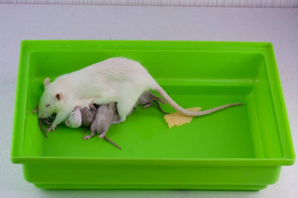 Семья крыс. Кормление грудью. Маленькие дети и мама на зеленой клетке. милые крысы . — стоковое фото