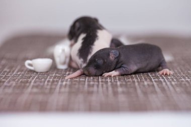 rats children little newborns on a white background. symbol 2020 goka of the Chinese