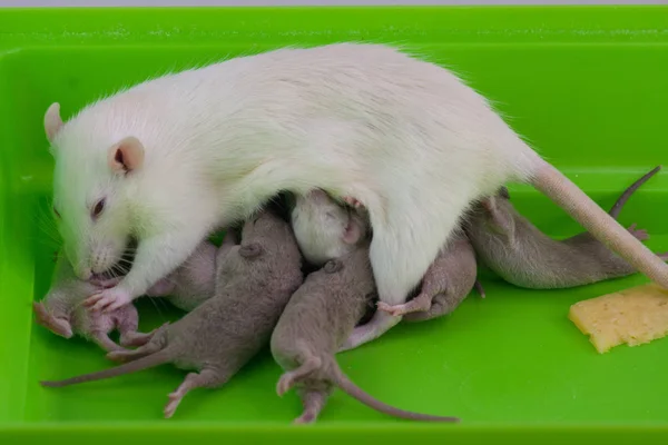 Família de ratos. A amamentar. Crianças e mãe numa gaiola verde. ratos bebés bonitos . — Fotografia de Stock