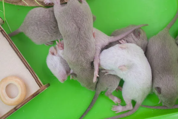 Ratten familie. kleine kinderen en mama in een groene kooi. schattige baby ratten. — Stockfoto