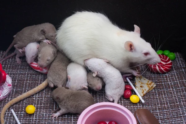 Ratten auf braunem Grund mit Süßigkeiten und Kuchen. 2020 Symbol des chinesischen Kalenders — Stockfoto