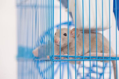 A beige mouse in a cage with blue rods. symbol of 2020.