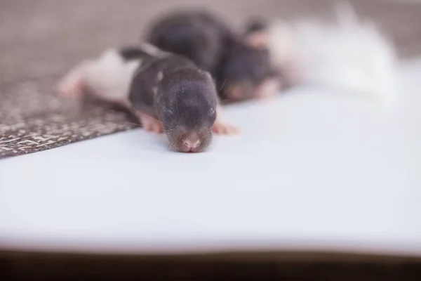Ratos crianças pequenos recém-nascidos em um fundo branco. símbolo 2020 goka do — Fotografia de Stock