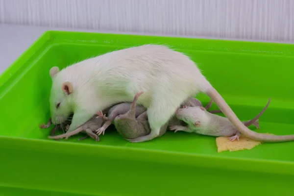 Rats family. Breast-feeding.little kids and mom on a green cage. cute baby rats. — Stock Photo, Image