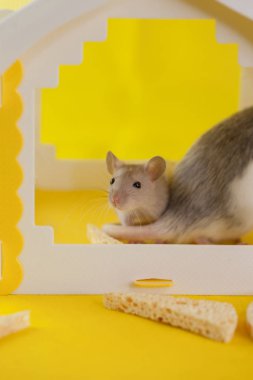 A rat on a yellow background is hiding in a house. symbol of 2020. hide