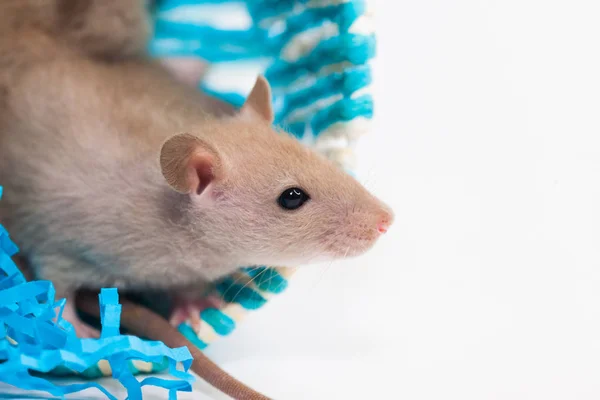 A beige mouse is hiding in a blue bag. funk concept. hide from — Stockfoto