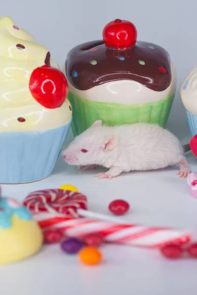 Rats on a white background with sweets and cakes. 2020 symbol of the Chinese — Stok fotoğraf
