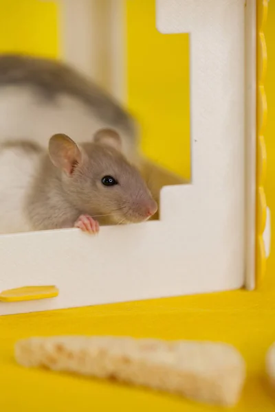 A rat on a yellow background is hiding in a house. symbol of 2020. hide — Stockfoto