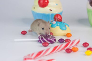 Rats on a white background with sweets and cakes. 2020 symbol of the Chinese