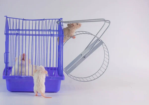 Concepto de vida doméstica y monotonía. Rutina. Rata blanca sobre fondo blanco en jaula púrpura con rueda. Símbolo de 2020 —  Fotos de Stock
