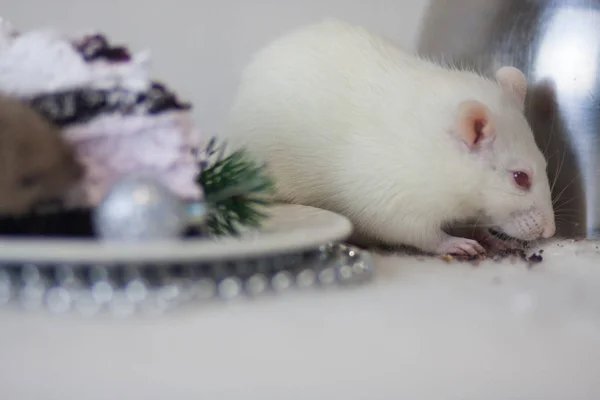 Un rat blanc charismatique et mignon mange un gâteau. Le concept de — Photo