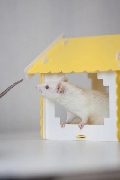 Un rat blanc dans une maison jaune. symbole du chinois — Photo