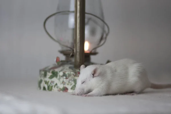 Grand rat blanc à côté d'une lampe avec feu. se prélasser — Photo